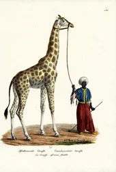 Girafe, 1824